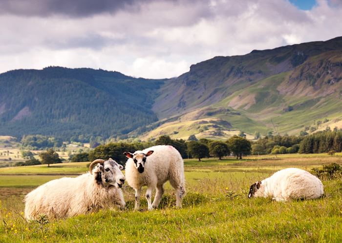 Lake District sheep