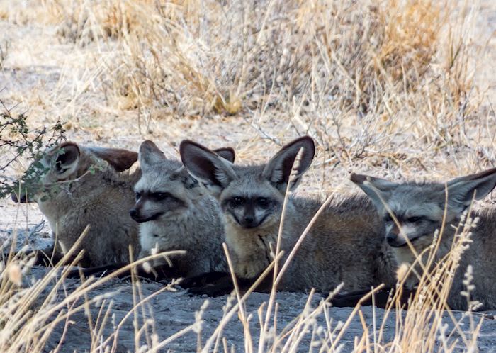 A group of Bat-Eared Foxes (or Bat Dogs!) relaxing in the shade