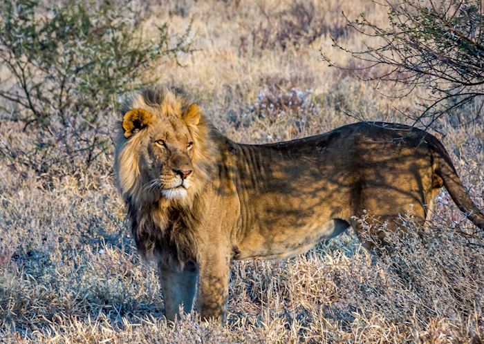 A large male lion in the morning light of the Central Kalahari
