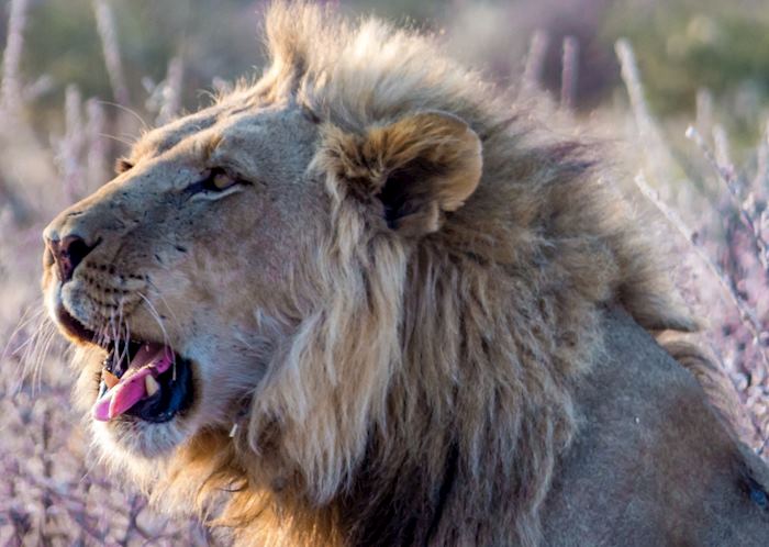 A large male lion in the early morning light of the Kalahari