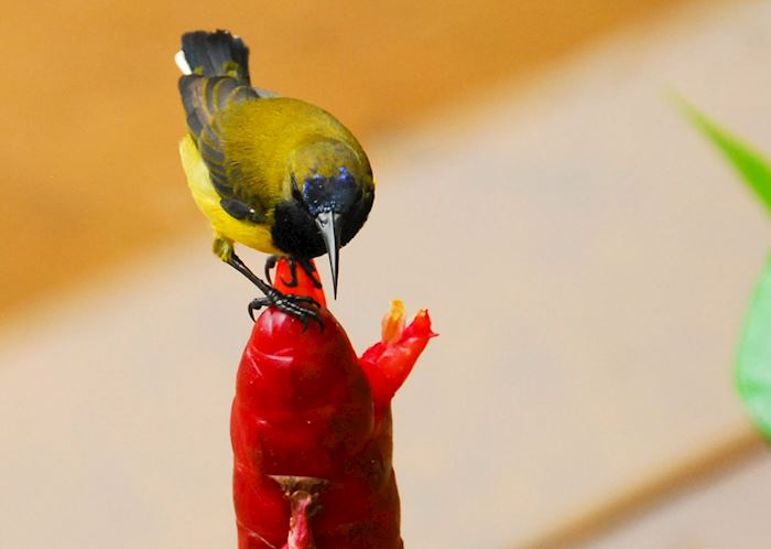 Sunbird at Gaya Island, Malaysian Borneo