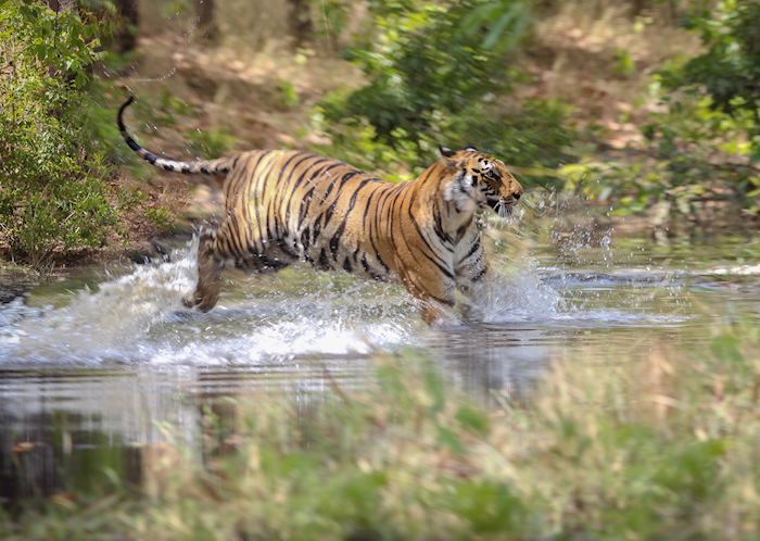 Visit Bandhavgarh National Park, India | Audley Travel UK