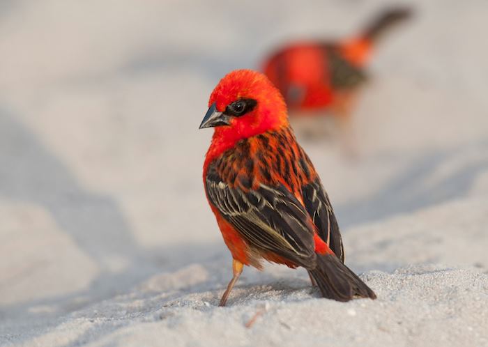 Red cardinal fody, Mauritius