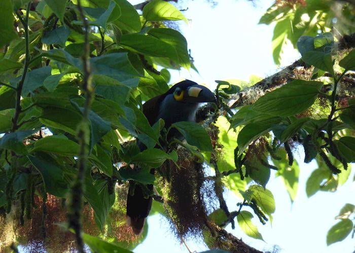 Plate-billed mountain toucan