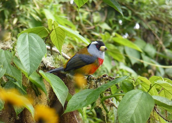Toucan barbet