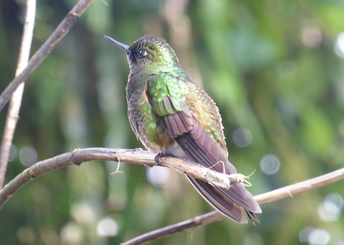Hummingbird, Ecuadorian Cloudforest