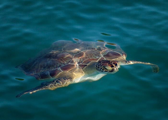 Hawksbill Turtle, Antigua