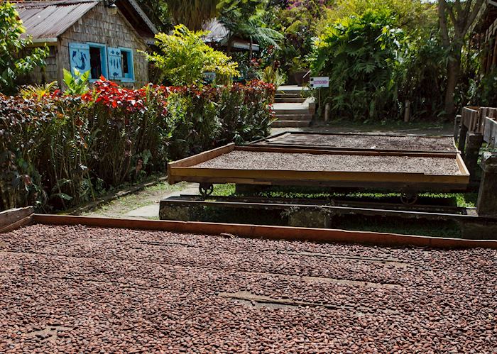 Cocoa Drying, Fond Doux Plantation & Resort, Saint Lucia