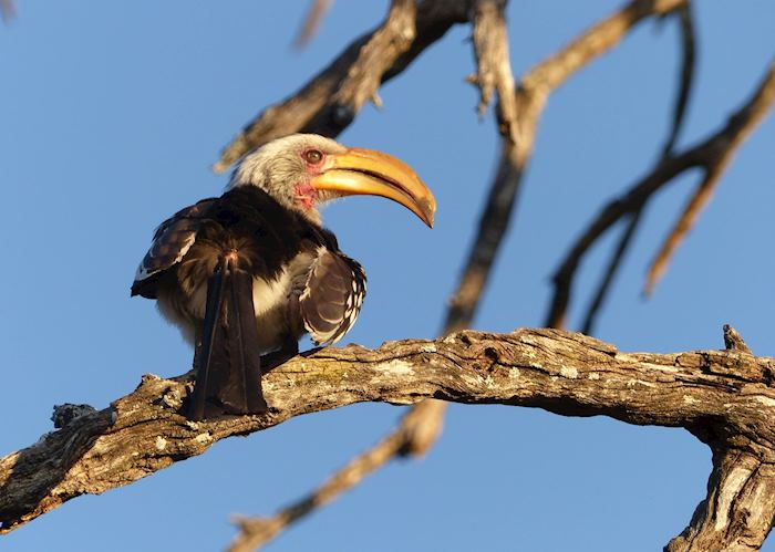 Southern yellow-billed hornbill
