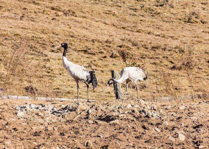 Black-necked cranes