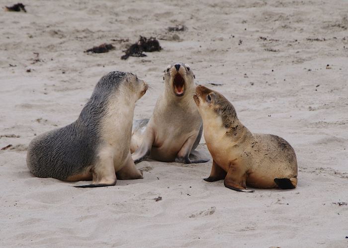 Seals chatting on Kangaroo Island