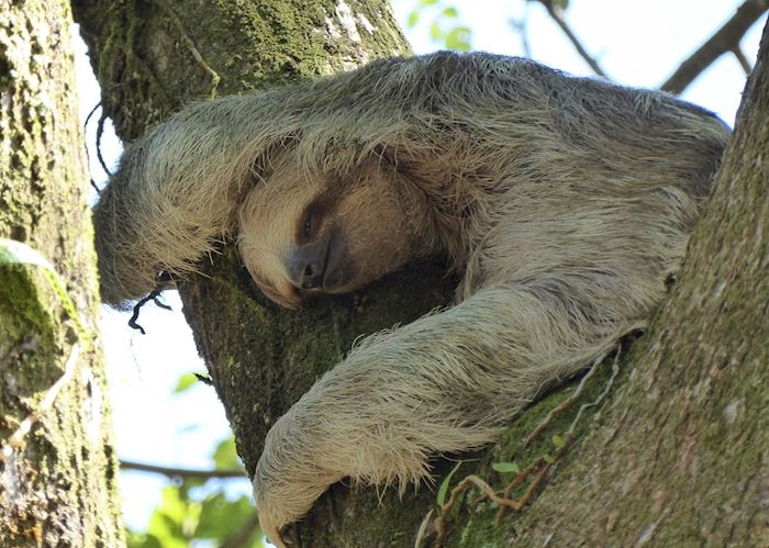 Sloth, Costa Rica