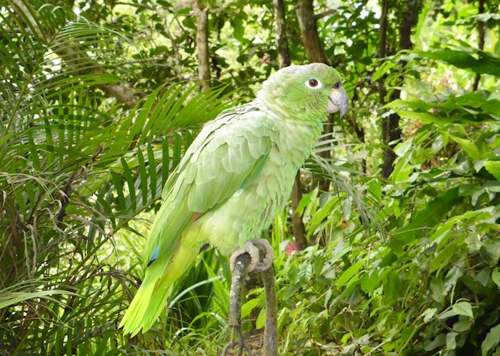 Minga Lodge's relatively tame parrot