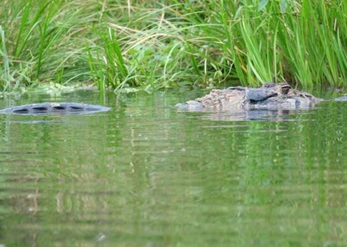 Caiman, Napo Wildlife Centre