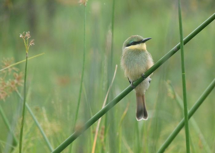 Little bee-eater in the Khwai Concession