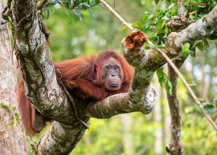 Female orangutan, Kalimantan, Indonesian Borneo