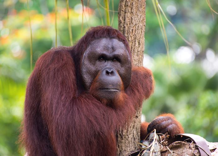 Orangutan, Sumatra, Indonesia
