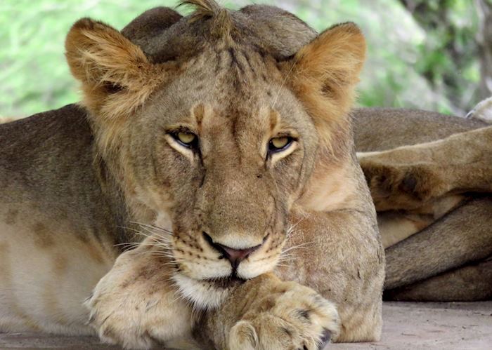 Lion cub, Selous Game Reserve