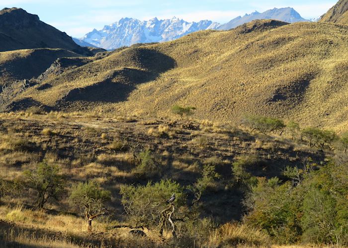 Buzzard-eagle in Parque Patagonia, Aysén