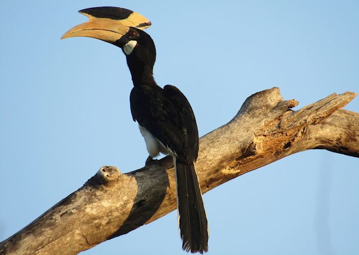 Malabar pied hornbill in Yala National Park