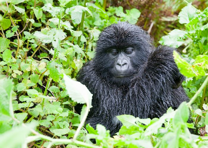 Blackback gorilla, Volcanoes National Park, Rwanda
