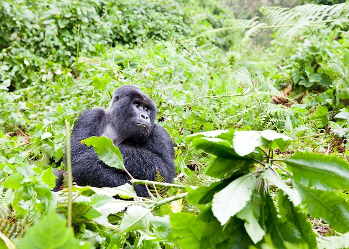 Alpha silverback, Volcanoes National Park, Rwanda