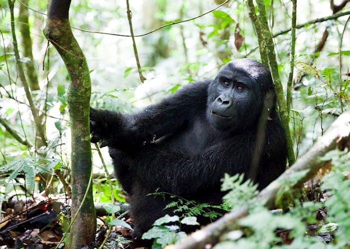 Gorilla in Bwindi