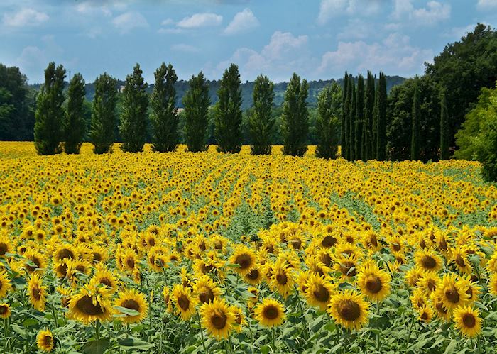 Sunflowers, Tuscany