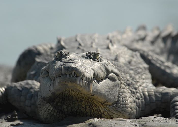 Florida Everglades