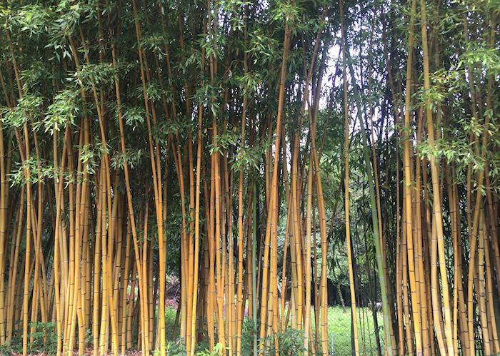 Bamboo at Villa Carlotta, Lake Como