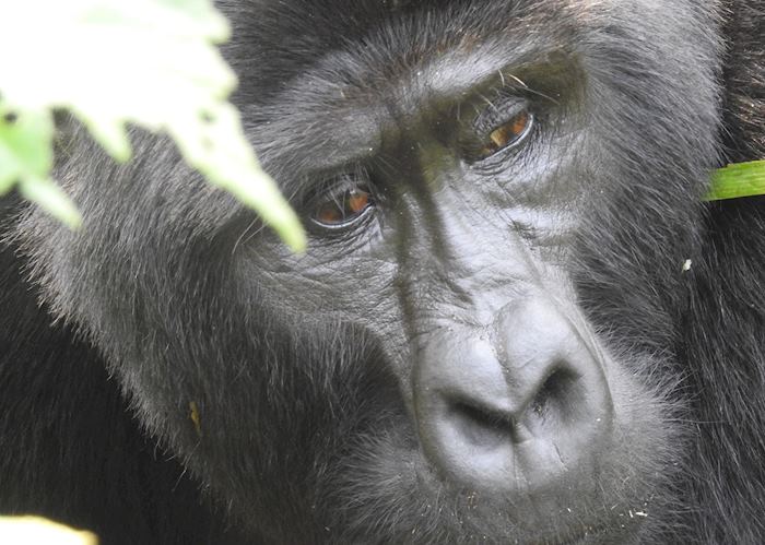 Silverback Gorilla, Impenetrable Forest, Uganda 