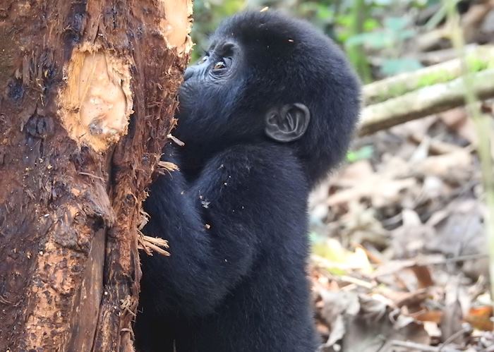 Gorilla Tracking, Impenetrable Forest, Uganda.