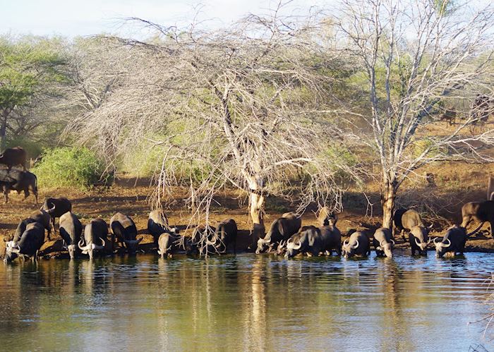 Buffalo at Leopard Mountain