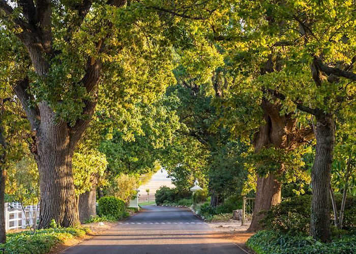 Dusk in Stellenbosch
