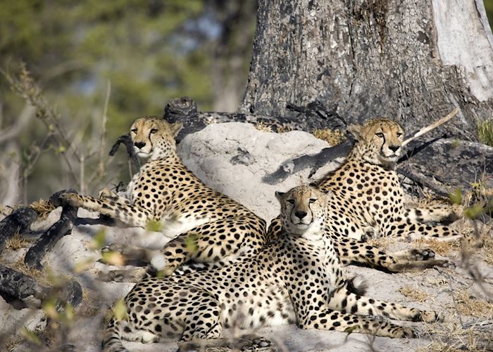 Cheetah in the Okavango Delta