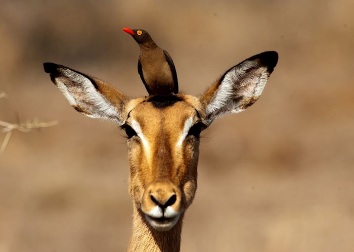 Wildlife in the Kruger National Park