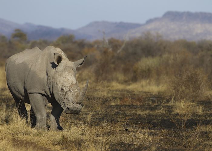 Rhino at Madikwe Game Reserve