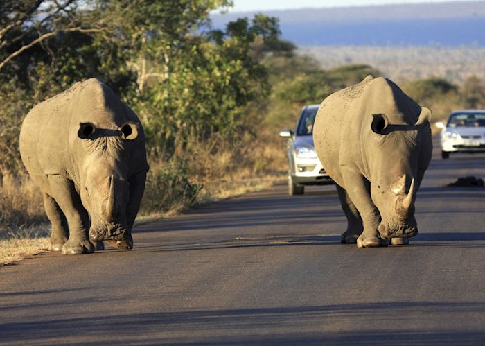 White Rhino in the Kruger National Park