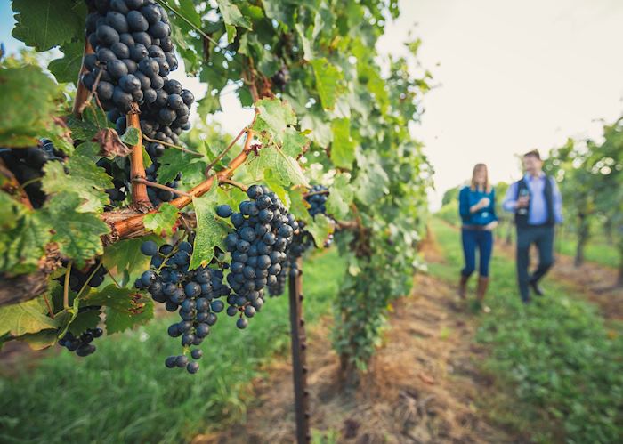 Vineyards, Niagara-on-the-Lake