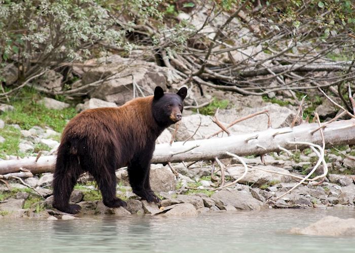 Black bear, British Columbia