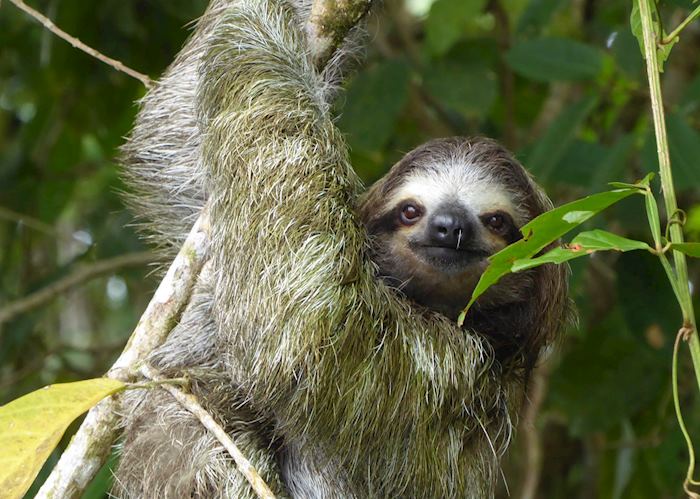 Sloth, Tortuguero National Park