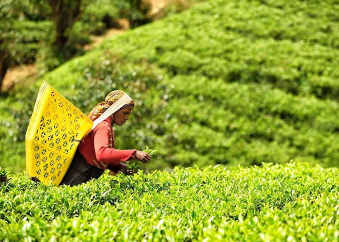 Tea picking, Nuwara Eliya