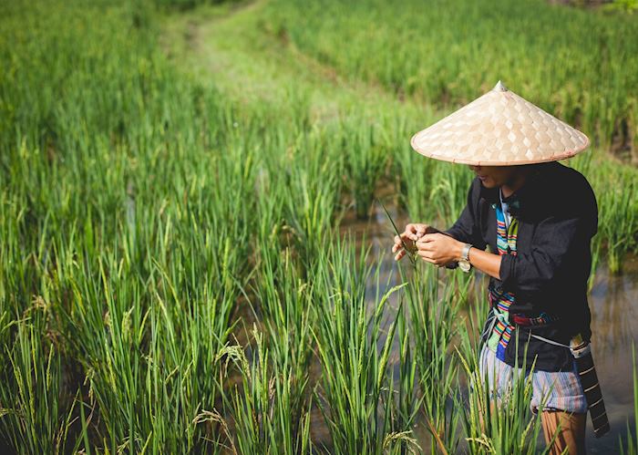 Rice Farmer in Luang Prabang, Laos at the Living Land Rice Experience