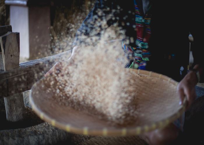 Living Land Rice Experience