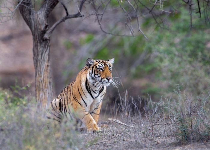 Tiger, Ranthambhore National Park