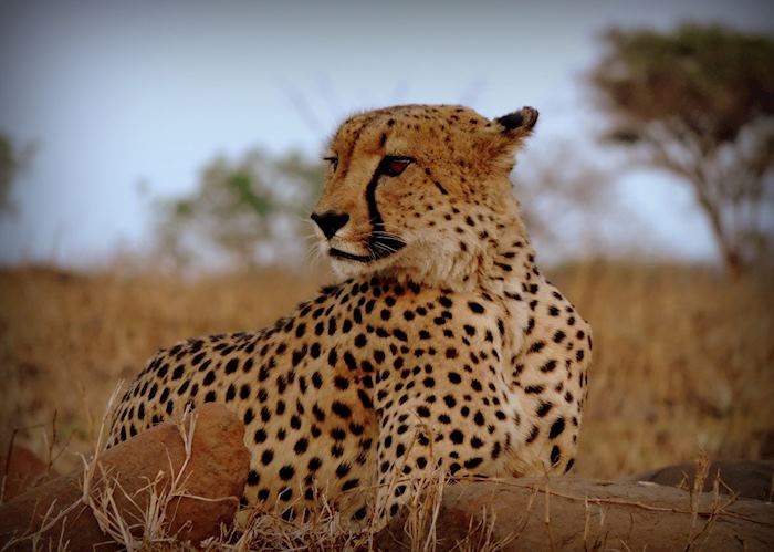 Cheetah at Leopard Mountain Game Lodge