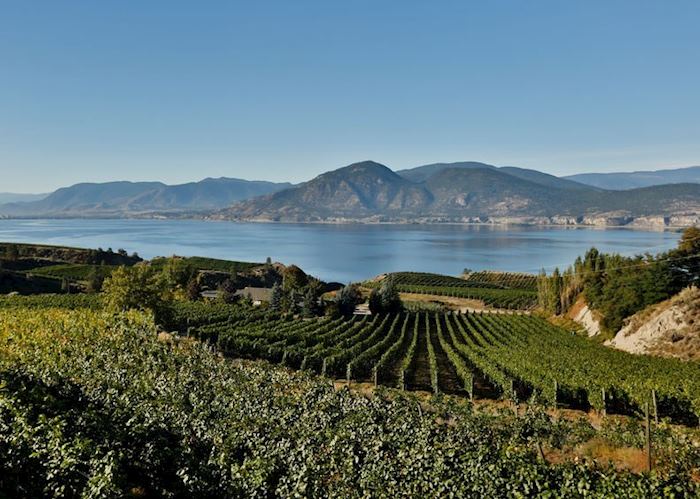 Vineyards in the Okanagan Valley