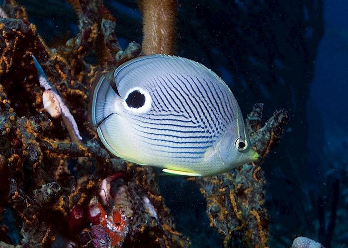 Scuba diving, Petit St. Vincent, Petit St Vincent