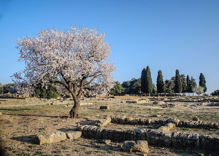 Almond tree, Agrigento
