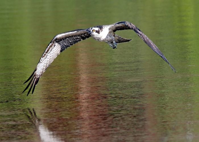 Osprey in the Cairngorms